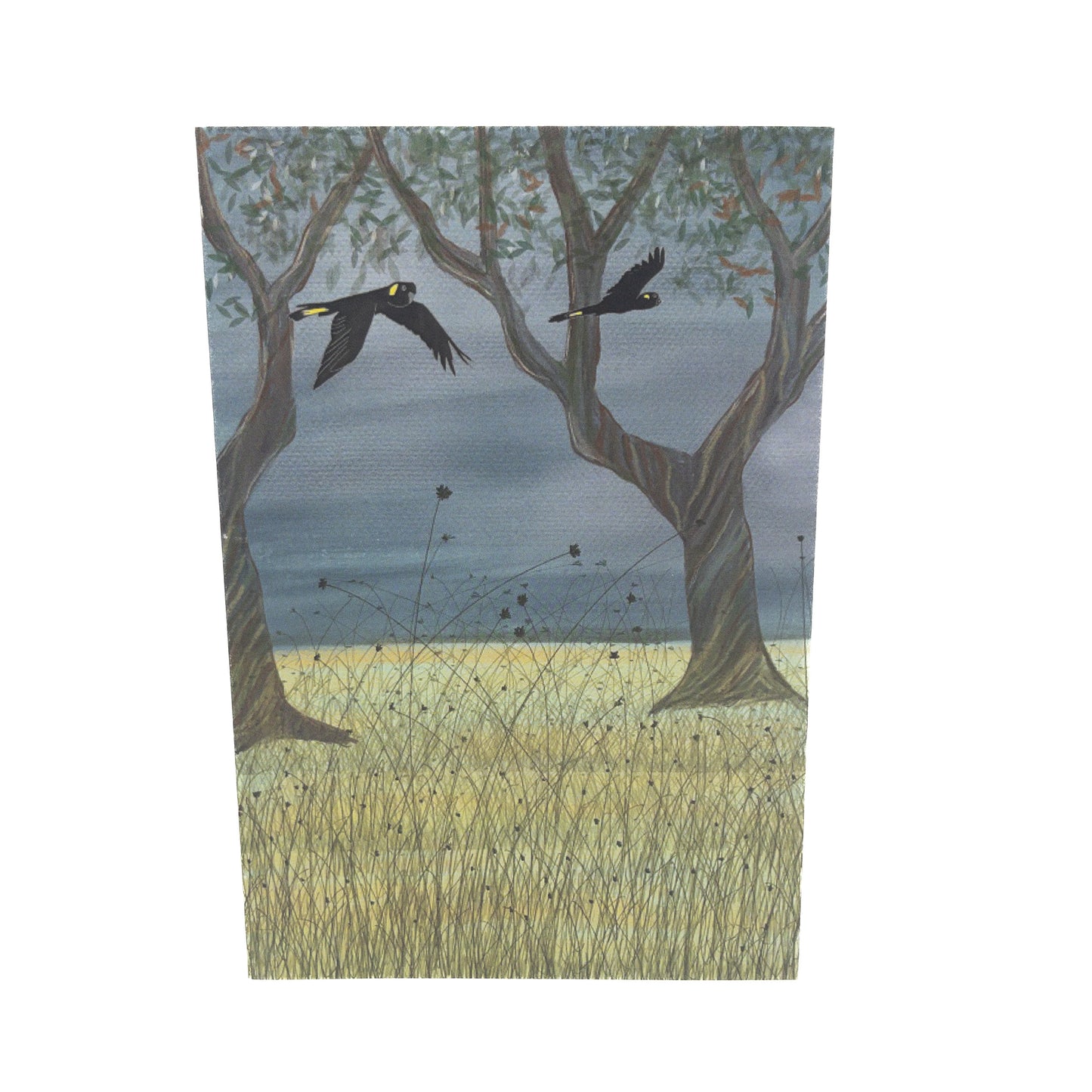 Yellow-tailed Black Cockatoos in Flight Card